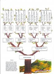 Árbol genealógico Fuster